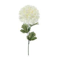 Crysantemum cremehvid 70cm